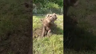 Instant Mud Bath!