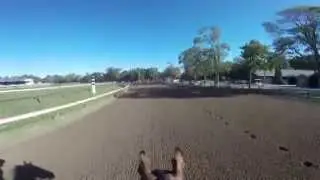 GoPro view of American Pharoah preparing for the Travers at Saratoga