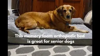 Memory Foam Dog Bed: Orthopedic Comfort and Support for Senior Dogs