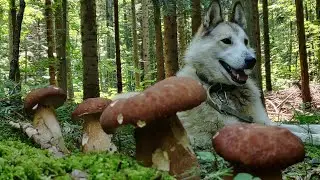 3 серпня Недоторканий ГРИБНИЙ ЛІС
