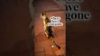 WHERE HAVE YOU GONE 😭😭 | CAT MEME #fyp #trending #viral #flyxo #saanandverma  #shorts