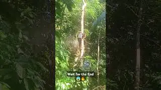 Tree cutting skills 😱🔥#sijutech #treecutting #shortsfeed  #shorts #shortsvideos #youtubeshortsvideo
