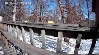 Simple Bird Feeding in Quiet Backyard