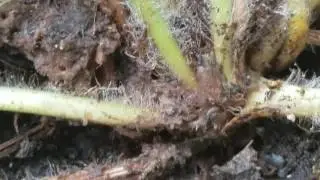 Nitidulidae Larvae Consuming Gerbera Crown