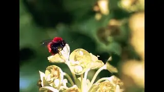 Tawny Mining Bee (Andrena fulva) - Brighton, March 2021