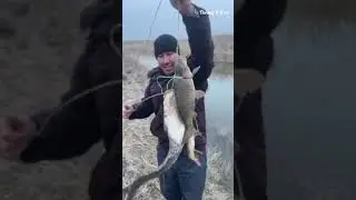 Январь-2026. Котта Лаққалар ови #баликови #рыбалка #fishing #telegram 