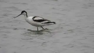 Avocet, Frampton Marsh RSPB, Lincolnshire, 20/7/25