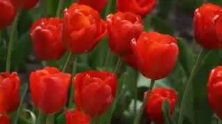 TULIP TIME HOLLAND MICHIGAN 2015