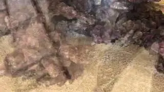8000Liters Coral Reef Aquarium Part 6