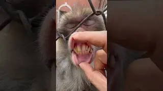He Put His Finger in a Monkey&rsquo;s Mouth&hellip; What Happened Next! 🐵😱 #shorts