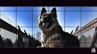 Gretel 8 Month Old GSD| Best Dog Training In Oregon