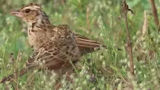 Indian Bushlark . 03 10 24  S   MIDC Bswl