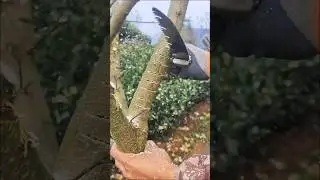 TechniquesTo Bend Bigger Fruit Tree Branches For Higher Yields #farming #agriculture