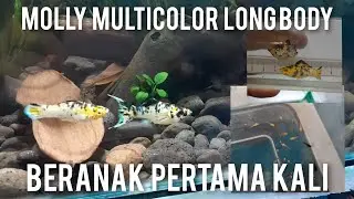 BETERNAK IKAN MOLLY MULTICOLOR LONG BODY DAN MOLLY BALON!! TERNYATA GAMPANG!!