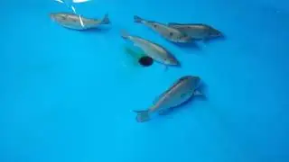 Jade perch breeding