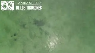 Our drone captured a nice aggregation of Pacific nurse sharks