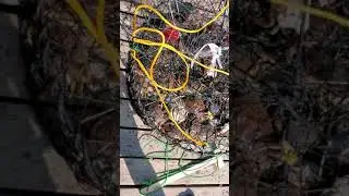 crab fishing at Sooke BC Canada