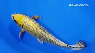 Saito Golden Ginrin Kin Kabuto 40-45 cm