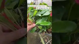 Rare imported anthurium plant online shopping #anthurium #plants #garden #plantlover #greenplants