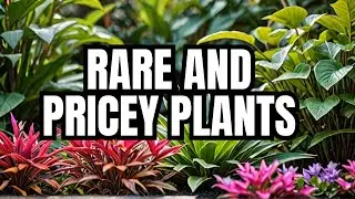 Top 10 Rare and Expensive Plants You Need to See!