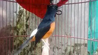 Audio Pemancing Murai Batu — langsung Respon dalam Hitungan Menit 🔥