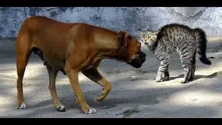 Cat Fight Dogs | Part 3