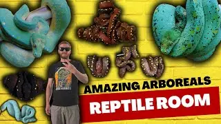 Visiting the MOST EPIC Reptile Room Collection Including Venomous! - Designer green tree pythons!