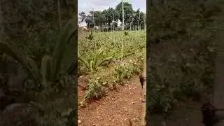 Modicare Agriculture Product Result Active 80Gold & Active Zyem