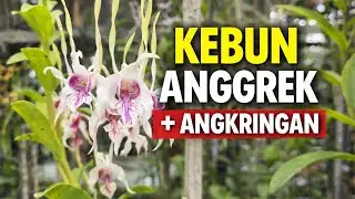 Lengkap & Rimbun! Kebun Anggrek Spesies di Klaten dengan Angkringan di Dalamnya
