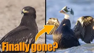 Rarest Birds in the Netherlands | May 8th - June 22nd 2025 (week 24&25)