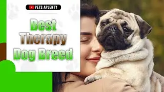 Best Therapy Dog Breed