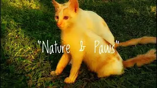 Village Nature Life 🍃|Animals, Birds & Plant Care