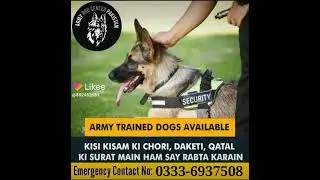 Army Dog Center Quetta #03336937508  #armydogcenterallpakistan (2)