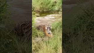 Yawning of male dominant tiger 🐯 at Ranthambhore..