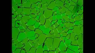Liquid crystal phase transition . Optical polarizing microscopy. A to N transition