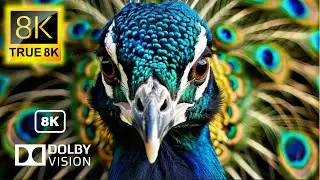 Animals 8k Videos Ultra HD 60fps | TRUE 8K
