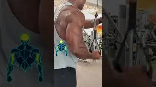 Top Triceps Anatomy Explained   Long, Lateral & Medial Heads #shorts #fitness #motivation