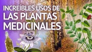 LAS PLANTAS MEDICINALES, Abrótano, Artemisa, Harpagofito, Cilantro, Estragón, Hamamelis, Cardamomo