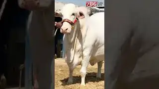 NAYAB HUSAN ❤️ #mandiupdates #mandi #big