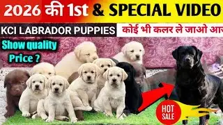 😱 Labrador Puppies For Sale | Cheapest Price in India | Cash 💵 on Delivery | Delivery Available 🐶