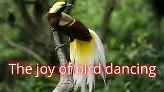 Birds Of Paradise  |  Our Planet |  Wild