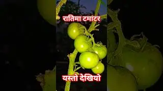 Tamatar Kheti in Nepal#ablfarming #farming #tamatar #tamato #shorts
