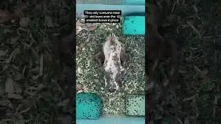 Dermestid beetles clean black bear skull