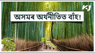 কৃষকৰ আয় দুগুণ কৰাৰ ক্ষেত্ৰত বাঁহে লব বিশেষ ভূমিকা | Ethanol Roadmap | Bamboo | Agriculture Bulletin