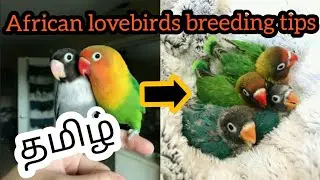 African lovebirds breeding tips Tamil (தமிழ்)