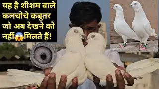 Kalyan Ke Aakash Bhai Ke Sambhal Wale, Sisam Wale😱Kalchoche, Nayab Saharanpuri, Rajasthani Kabootar.