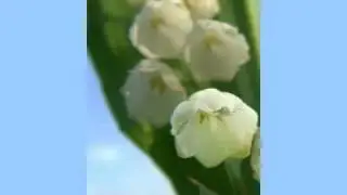 Zor&aacute;n - Ezer alakban