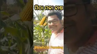 mitha maka chasa odia | ମିଠା ମକା ଚାଷ #farming #sweetcorn #shortodiya