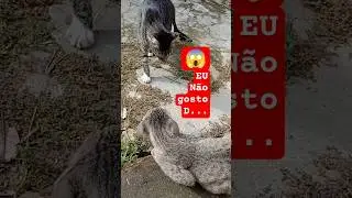 the runaway cat,#shorts #cat #catlovers #youtubeshorts #gatos