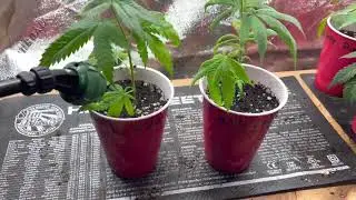 Super Sprouter Root Rain Spray Cloner 24 Site! Massive Roots, Transplanting into solo cups. Cannabis